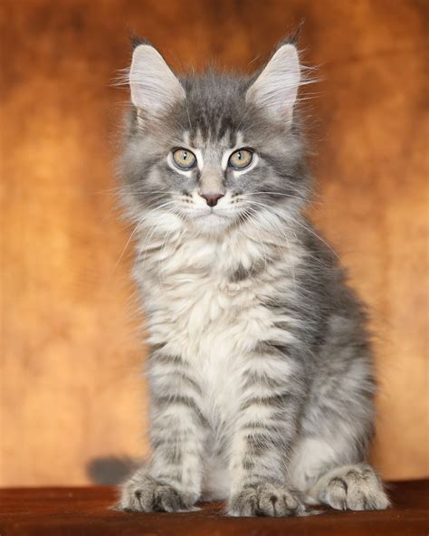 maine coon adopcion|Maine Coon Adoption: Maine Coon Kitten For Sale。